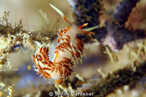 Nudi shot with Nikon D70s and 135mm macro full frame no crop by Simon Gardener 